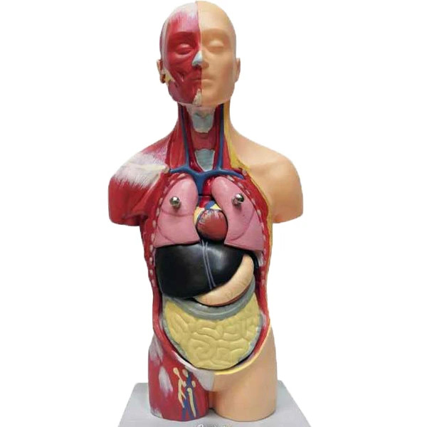 محصول نمونه تستی مدل آموزشی طرح مولاژ آناتومی بدن انسان مدل 7P